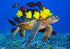 Sea Turtle & Fish  Diamond Painting